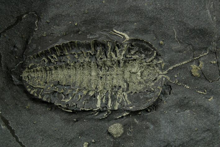 Pyritized Triarthrus Trilobite with Appendages - New York #383763